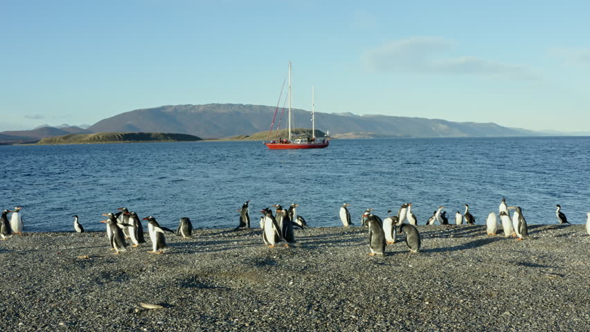 Colony Of Magellanic Penguins On The Shores Of Beagle Channel In Tierra del Fuego Archipelago, South America. Wide Shot