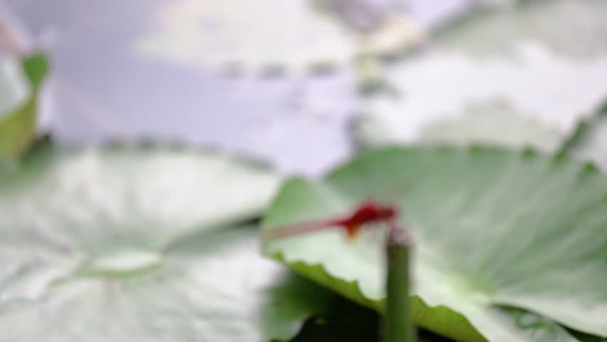 Summer red dragonfly resting on a water lily stem in a calm pond