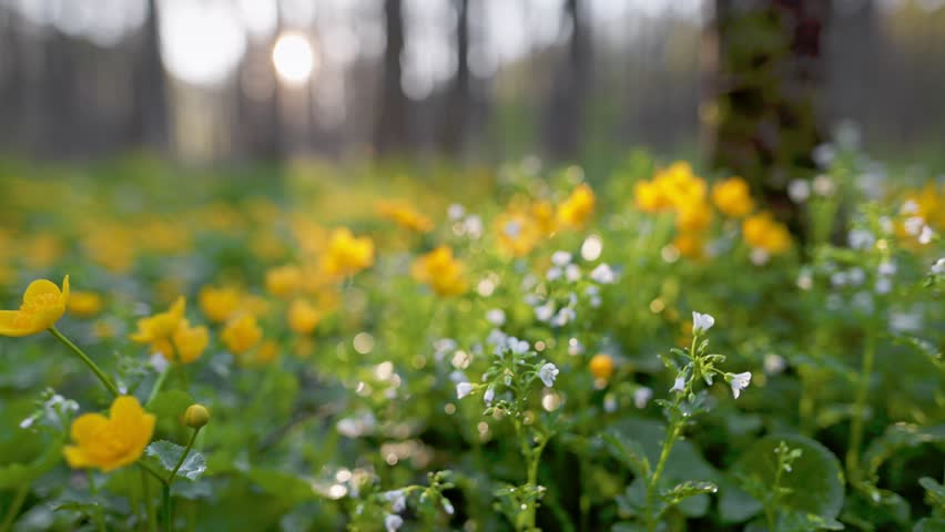 Magical spring forest with white and yellow flowers. Colorful wildflowers bloom in serene forest during early morning light. Gimbal 4K shot