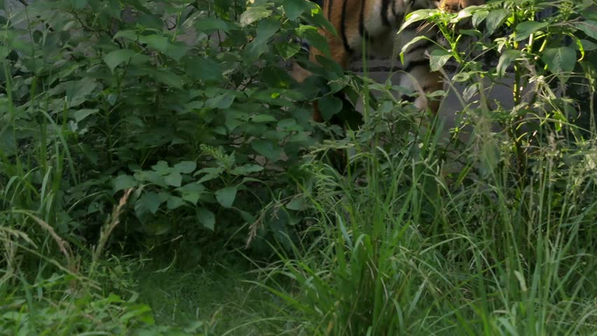 Northeast tiger captured in natural habitat during live broadcast