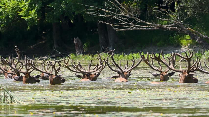 Red deer stags with large antlers seeking refreshment in a calm pond on a summer day