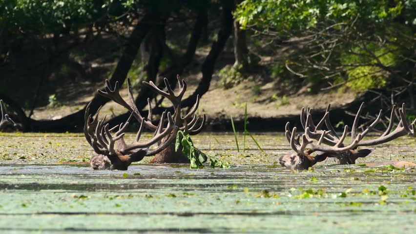 Majestic red deer stags with large antlers immerse themselves in a pond, seeking refreshment and aquatic plants