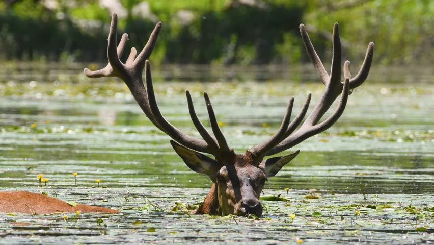 Red deer stag with large antlers immersing itself in a pond covered with water lilies