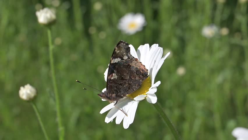 Red Admiral butterfly (Vanessa atalanta) taking off from an Oxeye Daisey (Leucanthemum vulgare). May, Kent, UK [Slow motion x10]