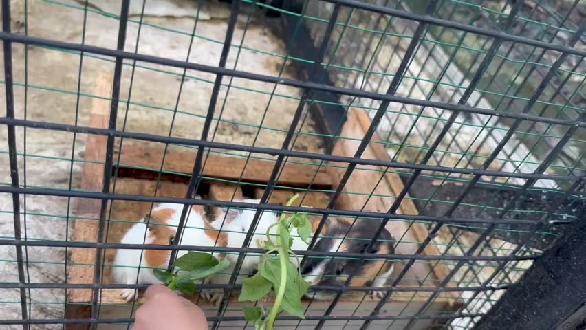 Group of Guinea pig (Cavia porcellus) in the cage are crowding for food. They look alike and related to hamsters, both are rodents. Feeding hamsters with green leaves
