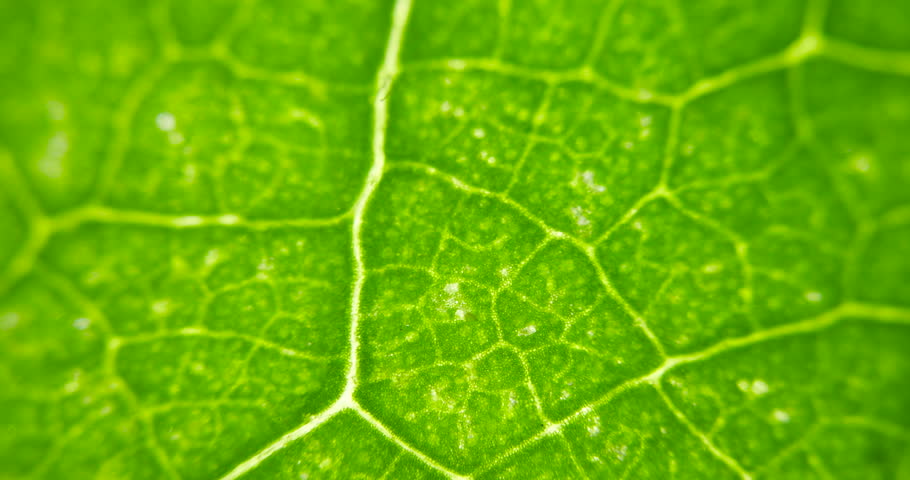 Cell Structure View of Leaf Surface Showing Plant Cells For Education. Leaf in Macro Shot Background. Bright Green Leaves of Plant or Tree With Texture and Pattern Close Up