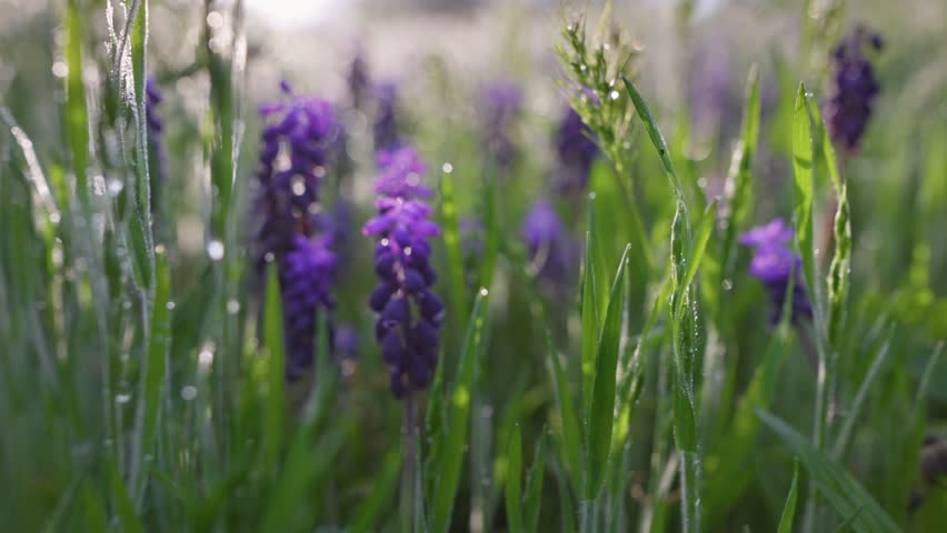Beautiful violet summer flowers in green grass early in the morning. Vibrant purple flowers bloom in a lush meadow during the early morning light. Magical summer nature sunrise