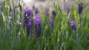Beautiful violet summer flowers in green grass early in the morning. Vibrant purple flowers bloom in a lush meadow during the early morning light. Magical summer nature sunrise - Powered by Shutterstock - Get 15% off with code: PIKWIZARD15