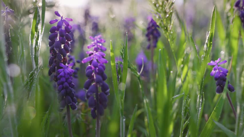 Beautiful violet summer flowers in green grass early in the morning. Vibrant purple flowers bloom in a lush meadow during the early morning light. Magical summer nature sunrise