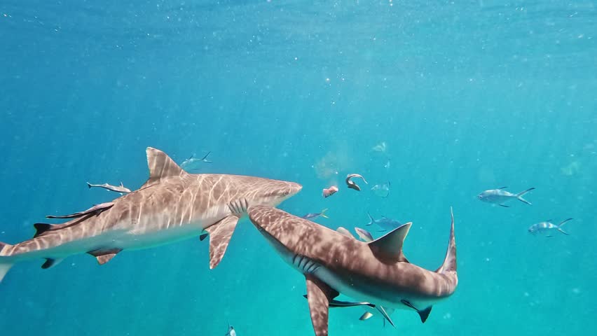 Reef sharks and other fish in the indian ocean off the coast of the Seychelles. Underwater slow motion shot. Marine life with sharks swimming alongside colorful fish in clear ocean waters