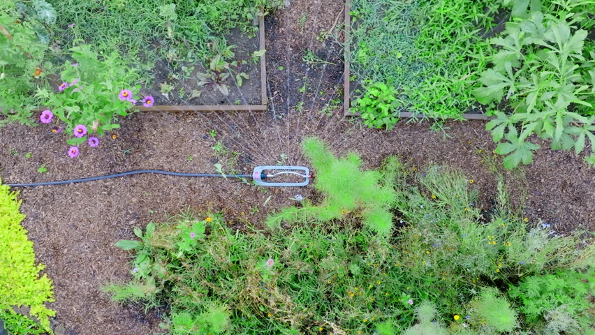 Top down slow motion aerial footage of a garden sprinkler where the drone flies upwards.