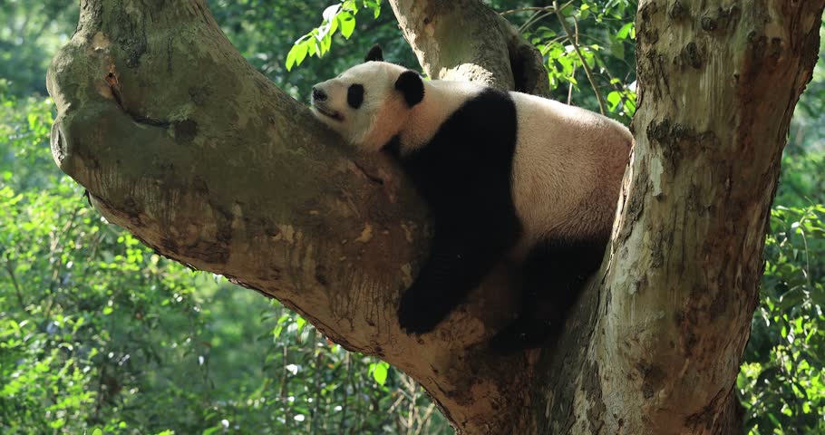 Giant panda kedou sleeping on a tree 