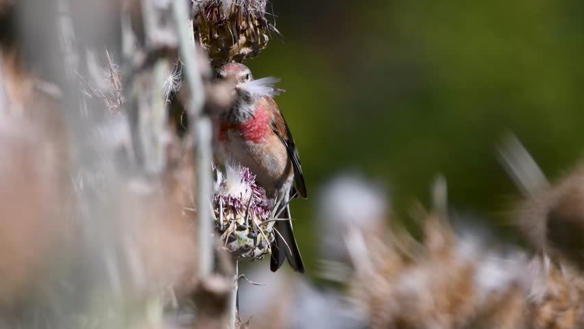 Eurasian linnet eating seeds of milk thistle