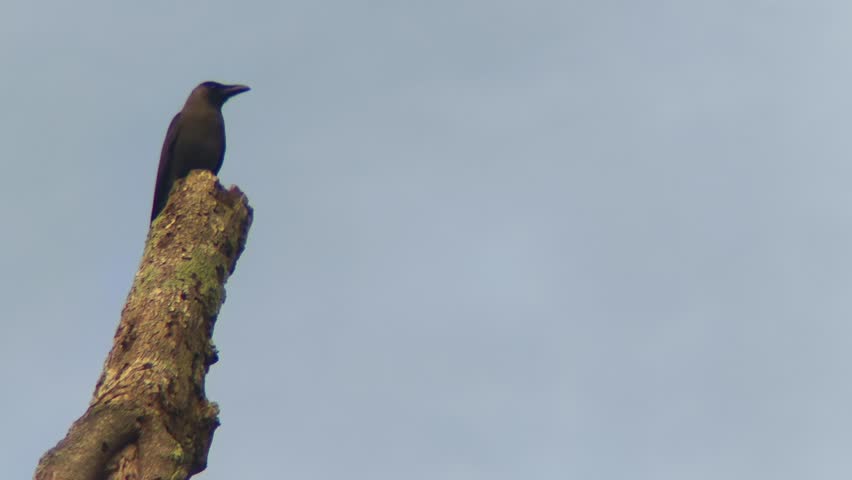 05-24-2025 a wild crow looks majestic on a dry wood with a blue sky background.
