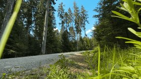 Two people biking in scenic woodland - Powered by Shutterstock - Get 15% off with code: PIKWIZARD15
