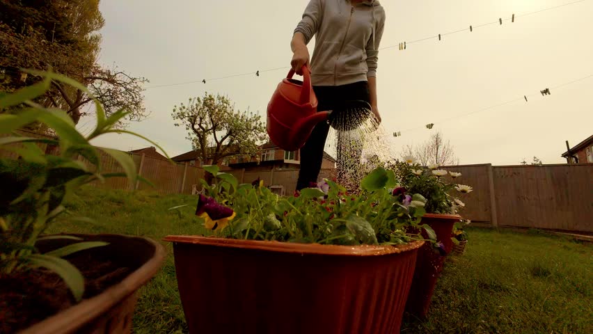 Woman taking care of backyard garden, watering fresh flowers with red can. Female nourishing plants during springtime, encouraging natural growth and greenery. Lady embracing healthy lifestyle