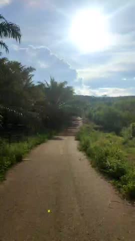 sunlight, palm trees, green trees, roads in the garden, hot weather
