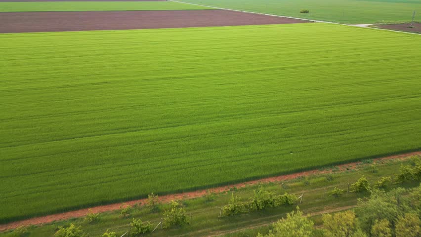 Aerial view of vast agricultural fields with lush green crops and brown plowed soil. Geometric rural landscape with vibrant colors and clear planting patterns in spring