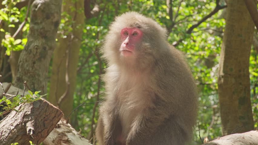 Handheld close-up shot of a Yakushima macaque scratching its head and grooming itself in a natural forest setting. A candid moment highlighting the self-care behaviour of wild Japanese monkeys.