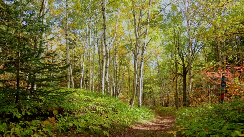 Minnesota north trail hiking forest in autumn fall