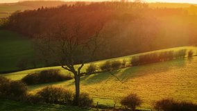 Solitary leafless tree standing in golden light over rolling countryside. Rolling hills and charming farmland in Great Britain at dusk. Bare branches stretching over sunlit meadows and gently sloping - Powered by Shutterstock - Get 15% off with code: PIKWIZARD15