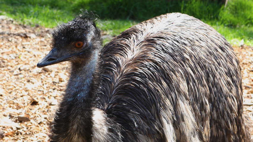 Emu Bird In The Battersea Park Children