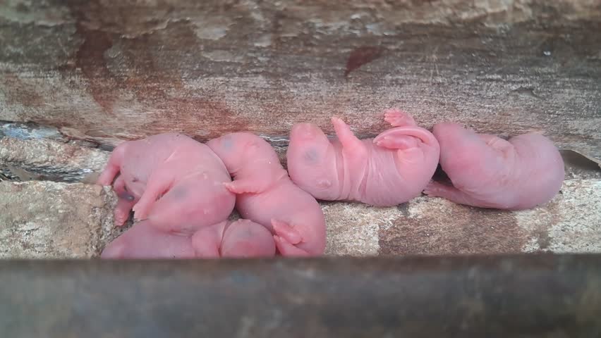 Some newborn mice, their bodies are still pink