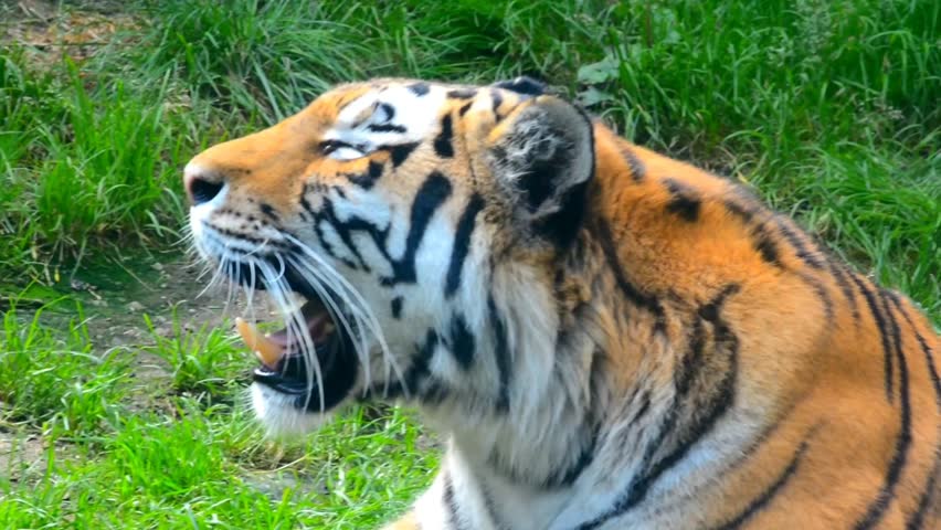 Close Up of Bengal Tiger Roaring and Showing Teeth in Wildlife Habitat. Big Cat Open Mouth, Sharp Fangs, Predator Yawning or Growling in Nature, Wild Animal Behavior in Zoo Environment. Slow Motion 4K