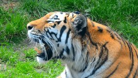 Close Up of Bengal Tiger Roaring and Showing Teeth in Wildlife Habitat. Big Cat Open Mouth, Sharp Fangs, Predator Yawning or Growling in Nature, Wild Animal Behavior in Zoo Environment. Slow Motion 4K - Powered by Shutterstock - Get 15% off with code: PIKWIZARD15