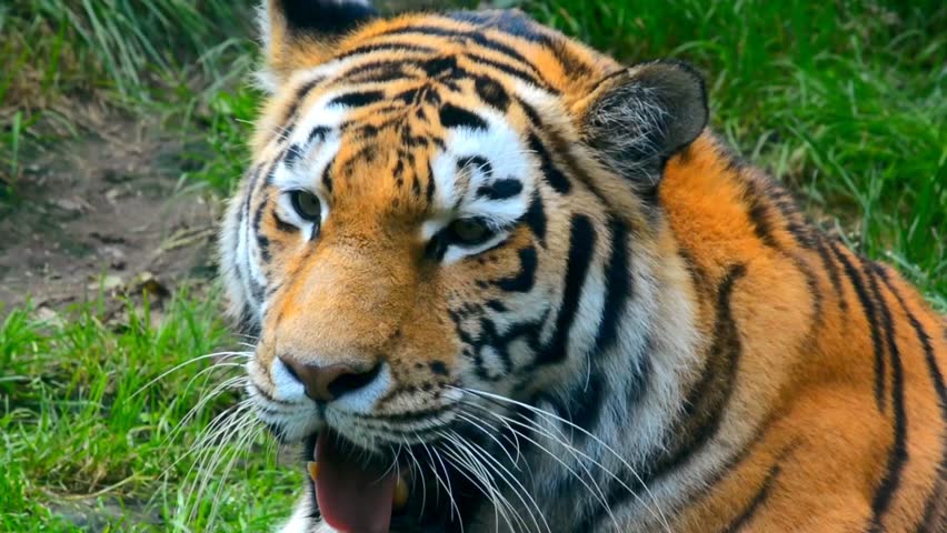 Portrait of Bengal Tiger Looking at Camera and Yawning. Wild Big Cat with Sharp Teeth and Intense Eyes Resting on Green Grass in Natural Habitat, Wildlife Animal Behavior in Nature. Slow Motio Video 
