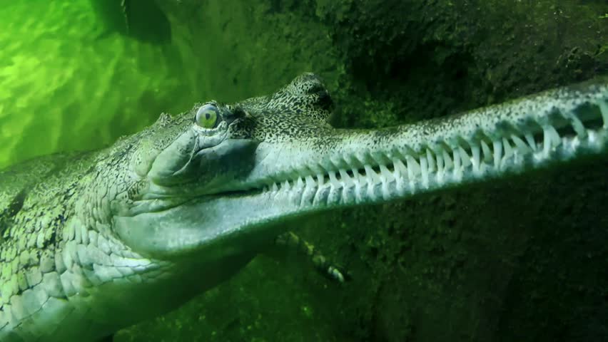 Gharial Crocodile Close Up Underwater Portrait Showing Long Narrow Snout with Sharp Teeth, Rare Endangered Species in Green Water, Wildlife Documentary Footage. 4K Slow Motion Video 