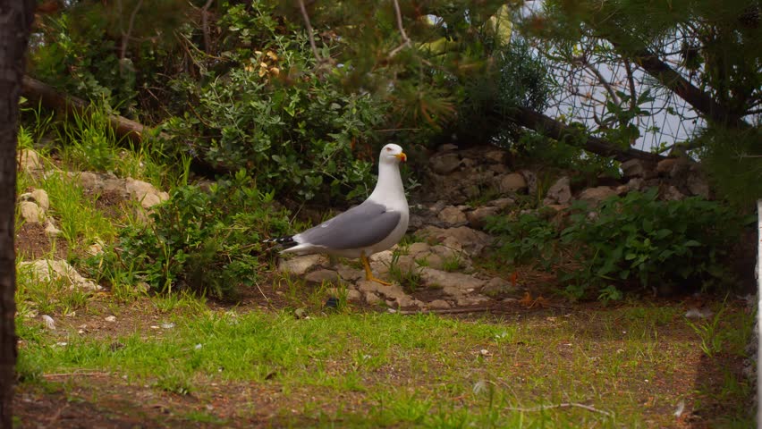 Yellow-legged seagull (Larus michahellis) standing calmly on green grass, surrounded by nature in Taormina, Sicily, Italy (Italia)
