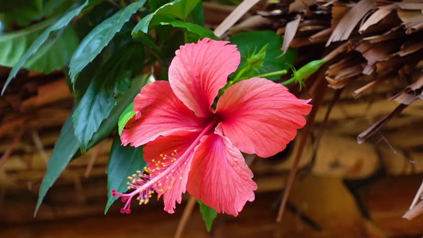 Light Red Hibiscus flowers swaying in the wind on the green tree. Red and green flower background. 