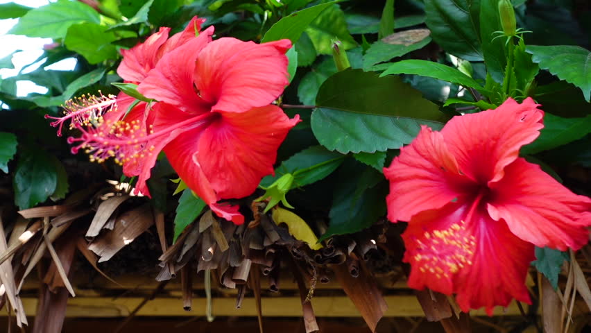 Light Red Hibiscus flowers swaying in the wind on the green tree. Red and green flower background. 