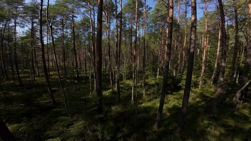 FPV Drone flight through the dried-up swamp in the beautiful summer forest.