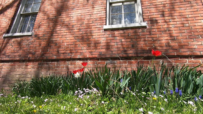 Beautiful Tulip blooms against brick wall Chicago 