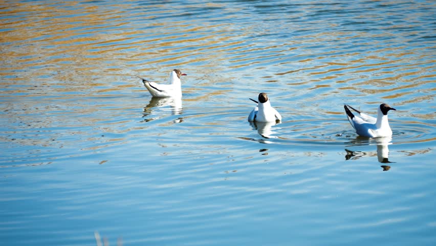 Three seagulls floating on beautiful blue water. Slow motion. Summer, warm weather, birds and beautiful blue water.