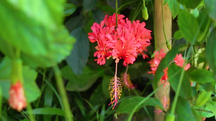 Light Red Spider Hibiscus flowers swaying in the wind on the green tree. red and green flower background. 