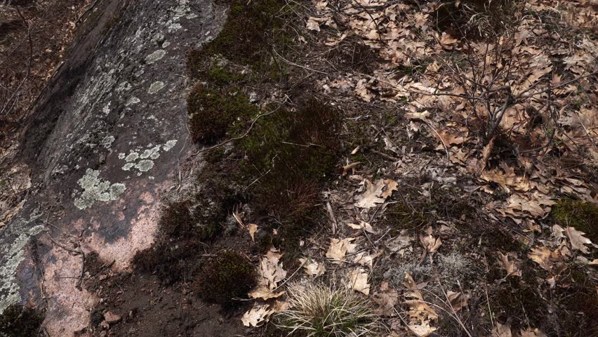 A large mountainous rock seen up close, which is truly artistic with dead leaves beside it.