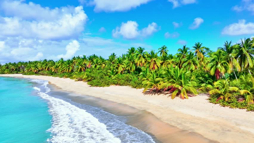 Wild Caribbean sand beach landscape with coconut palms. Nature video. Beach sea landscape view scene on summer day. Palm trees on the seashore. Summer vacation.