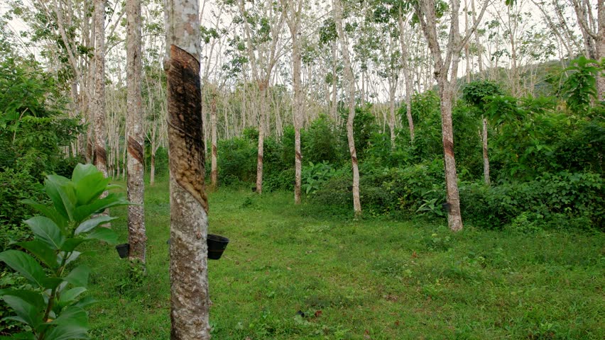 Rubber trees standing in rows, dripping sap into collection buckets across verdant plantation landscape, capturing sustainable latex harvesting process