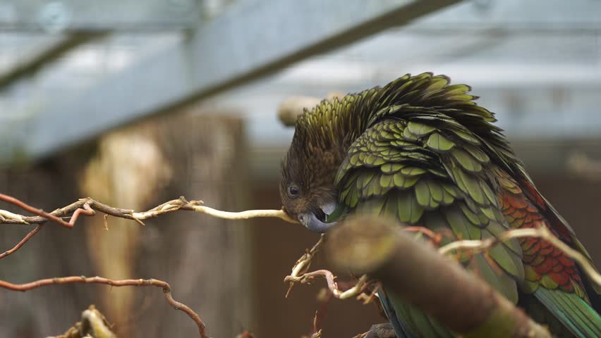 Kea parrot new zealand wildlife nature bird animal branch perched feathers zoo avian kaka characters 4k video