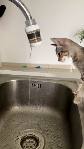 Cute little tabby kitten playing with the water tep in the kitchen