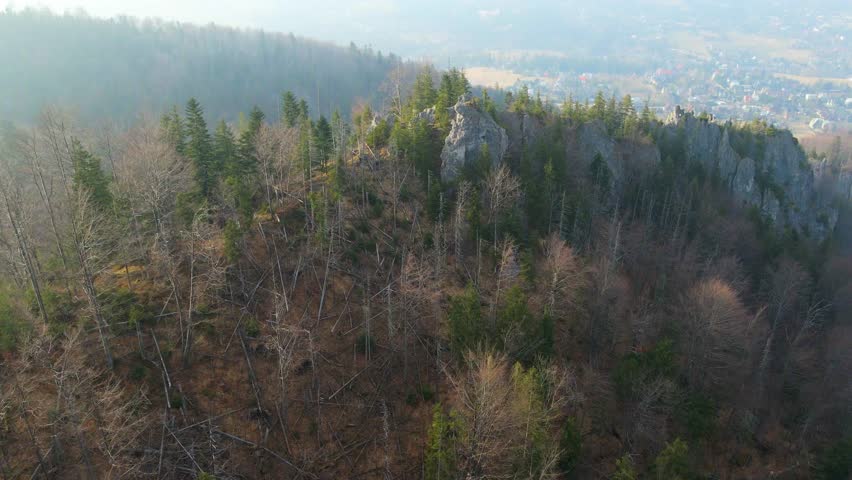 Coniferous forest Mountain range winter snow near Zakopane Poland