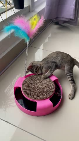 Cute little tabby kitten playing with a cat toy with ball and feather