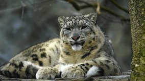 Bobcat wildcat lynx rufus wildlife animal nature feline predator mammal carnivore outdoors cat species wild 4k video - Powered by Shutterstock - Get 15% off with code: PIKWIZARD15