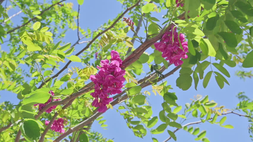 Flowers On The Acacia Tree Swaying In The Wind