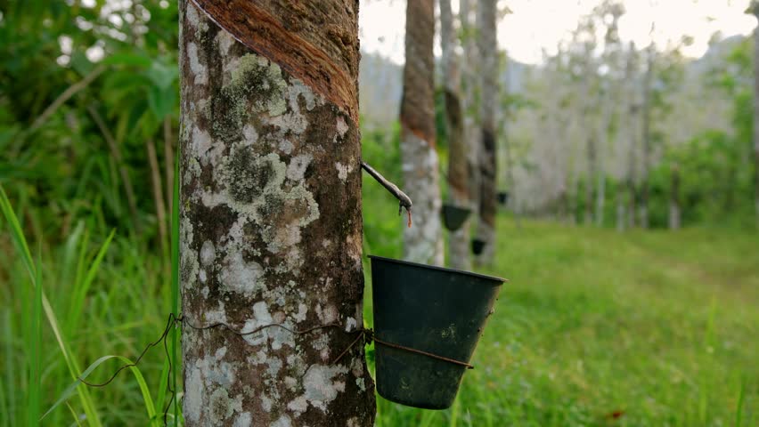 White latex dripping into bucket in rubber trees plantation. concept of collecting rubber juice, latex