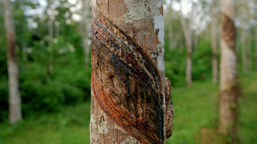 Close up of rubber tree with diagonal cuts incision during for rubber tree sap harvesting, representing sustainable agriculture