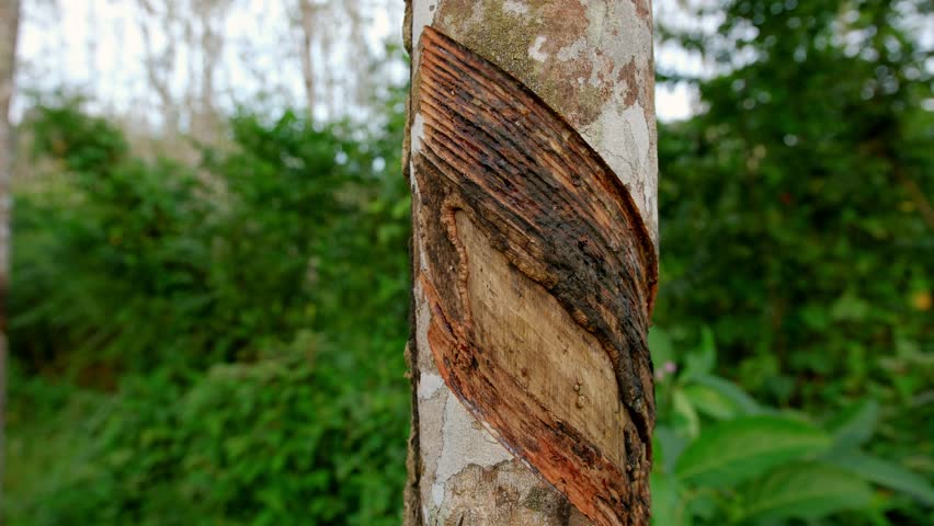 Close up of rubber tree with diagonal cuts incision during for rubber tree sap harvesting, representing sustainable agriculture